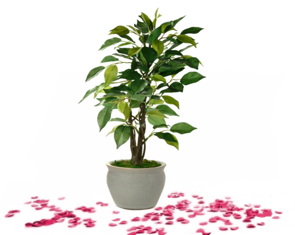 Hauptmenü - Pflanze im Topf